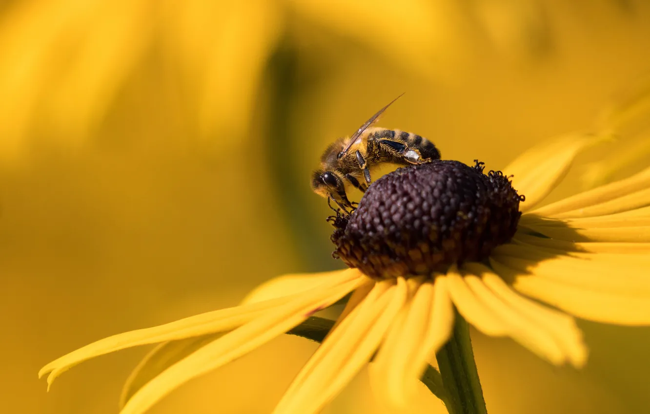 Photo wallpaper flower, macro, yellow, bee, background, petals, insect, bee