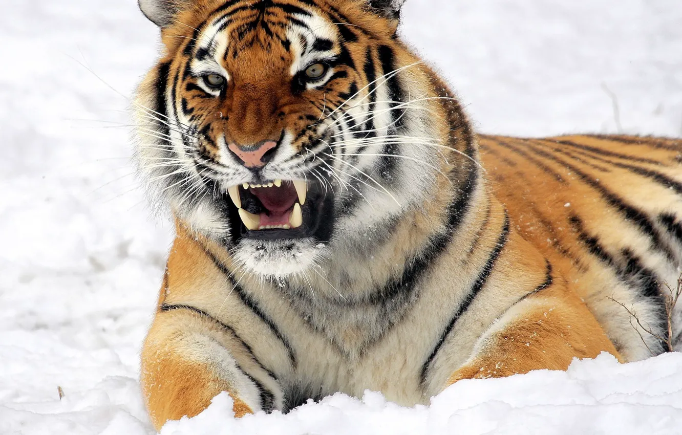 Photo wallpaper winter, snow, tiger, tiger, winter, snow, Siberian Tiger, Siberian tiger