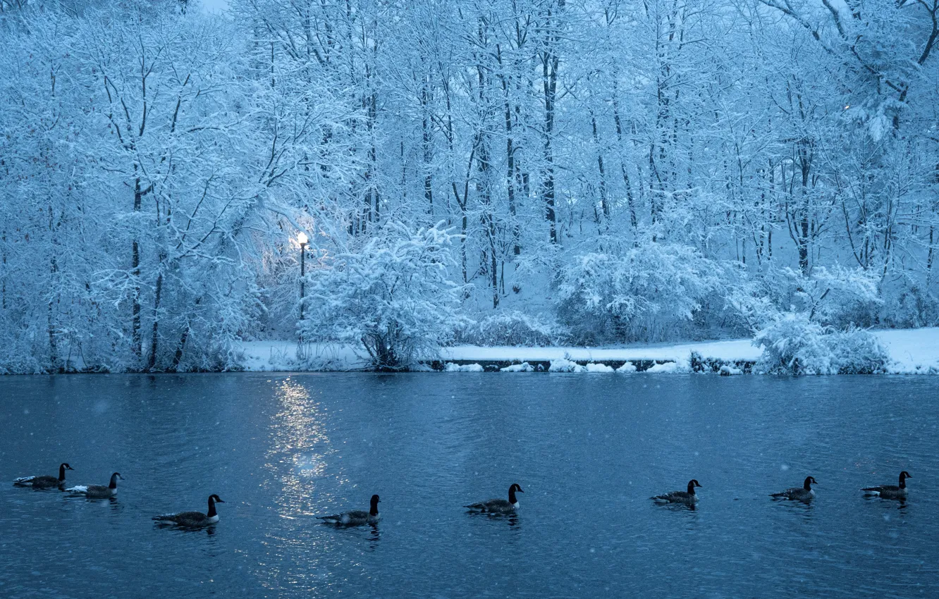 Photo wallpaper winter, frost, forest, snow, trees, birds, branches, lake