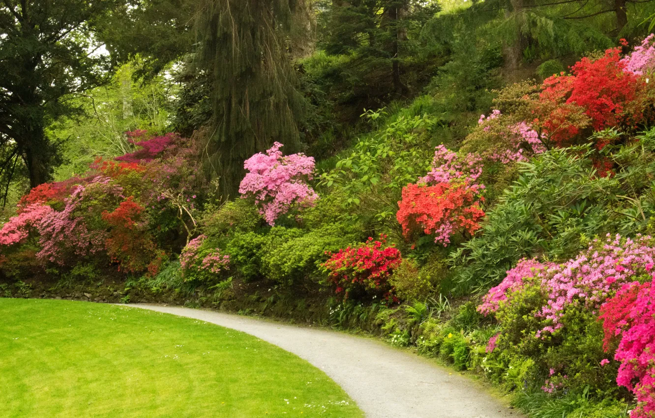 Photo wallpaper trees, flowers, Park, lawn, track, UK, the bushes, Azalea