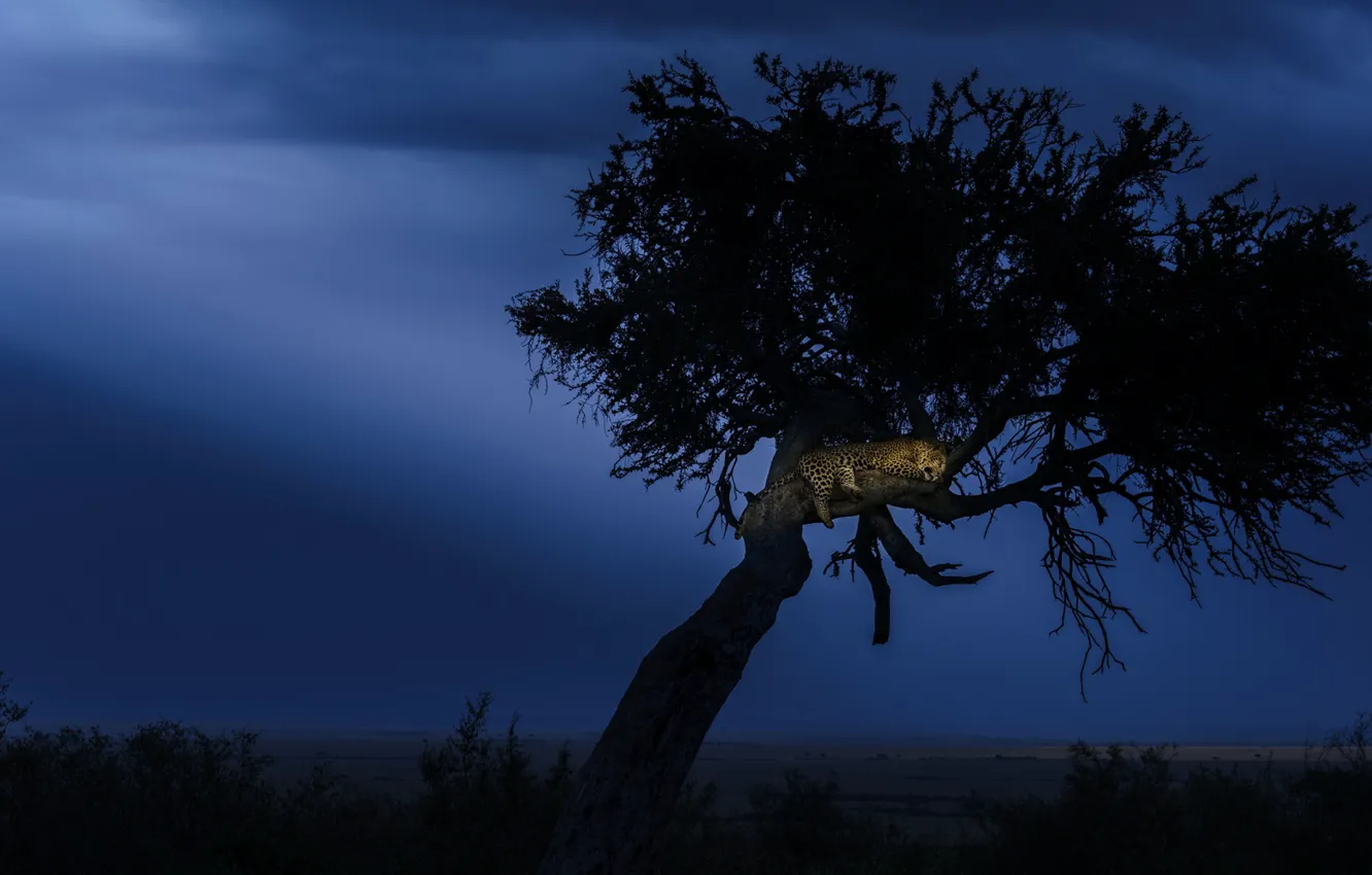 Photo wallpaper night, tree, the evening, leopard, Africa