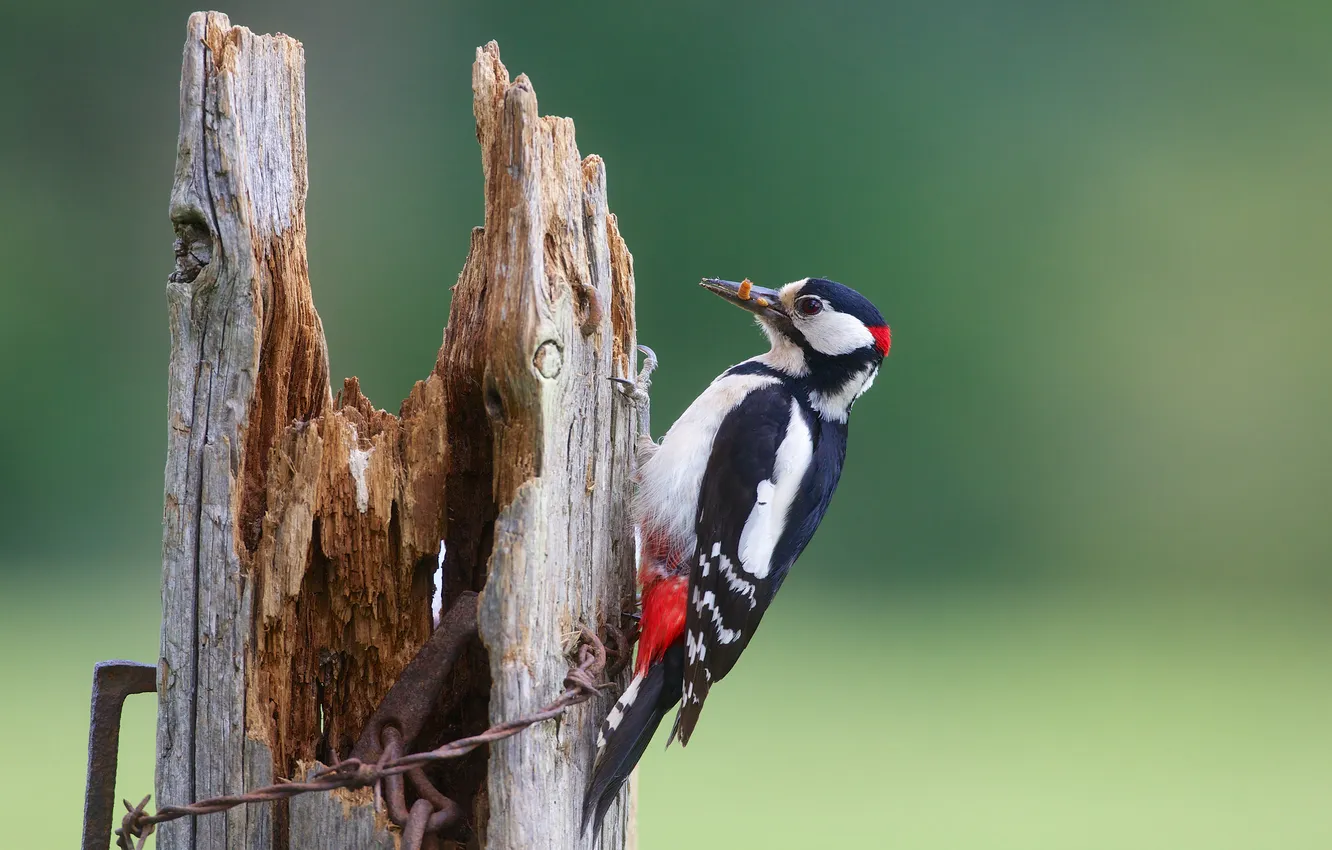 Photo wallpaper bird, woodpecker, medic