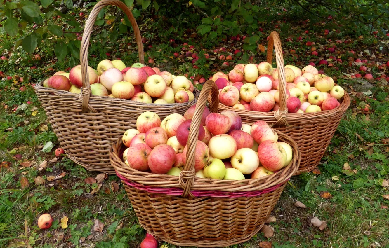 Photo wallpaper apples, garden, basket