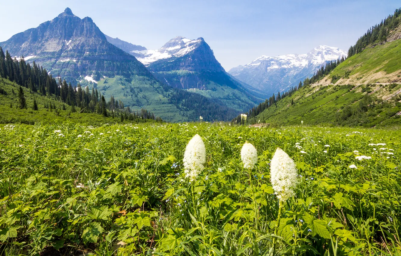 Photo wallpaper grass, mountain, spring