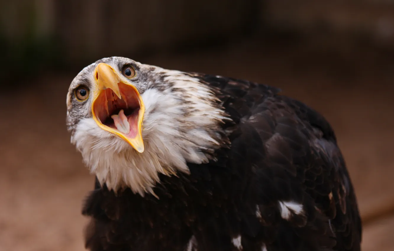 Photo wallpaper bird, eagle, shouts