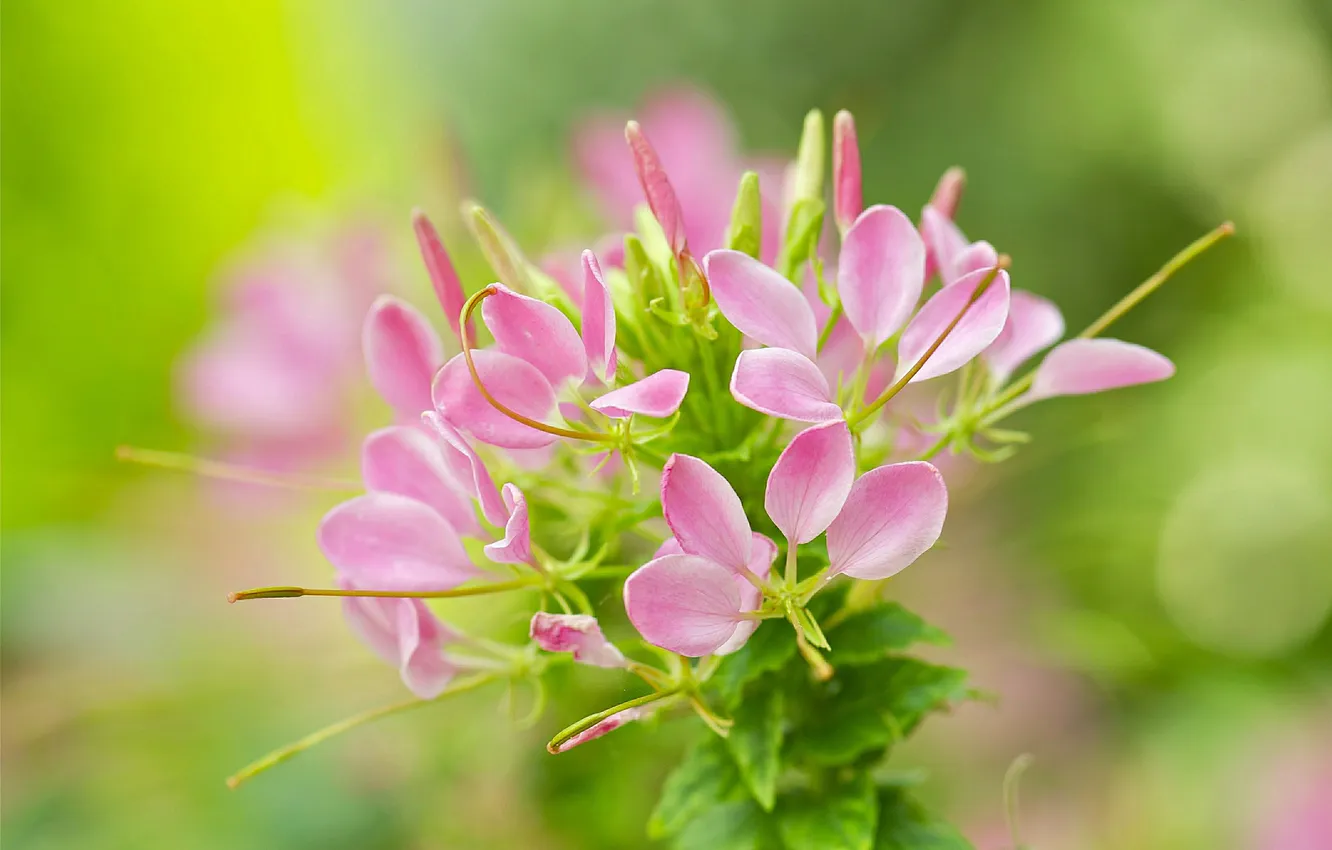 Photo wallpaper leaves, flowers, nature, plant