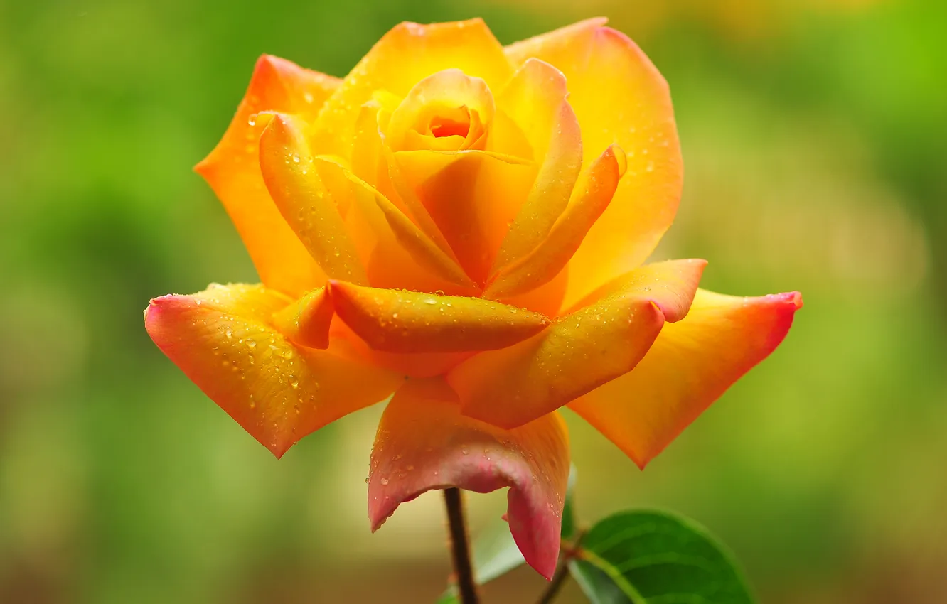 Photo wallpaper drops, background, roses, petals