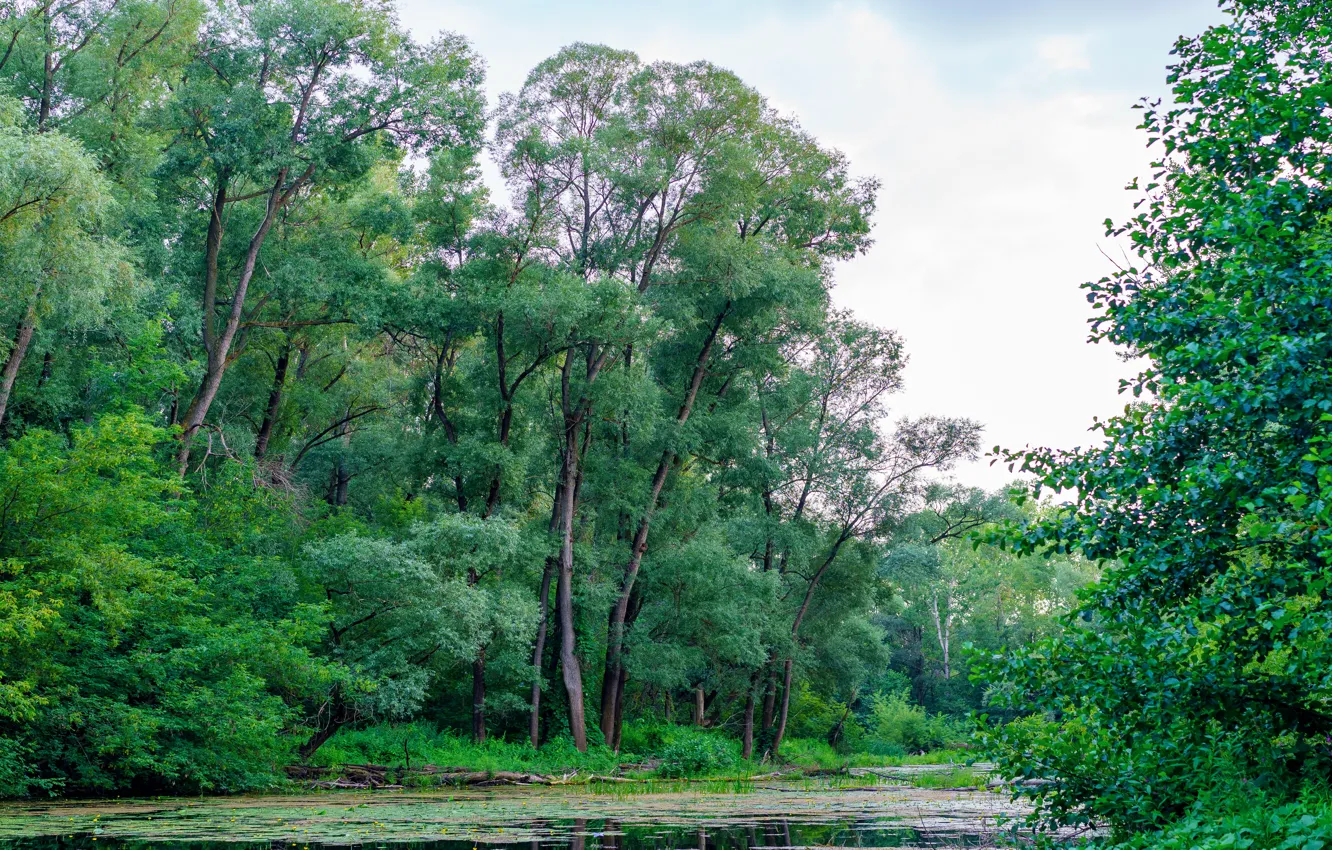 Photo wallpaper forest, nature, river, Bashkiria