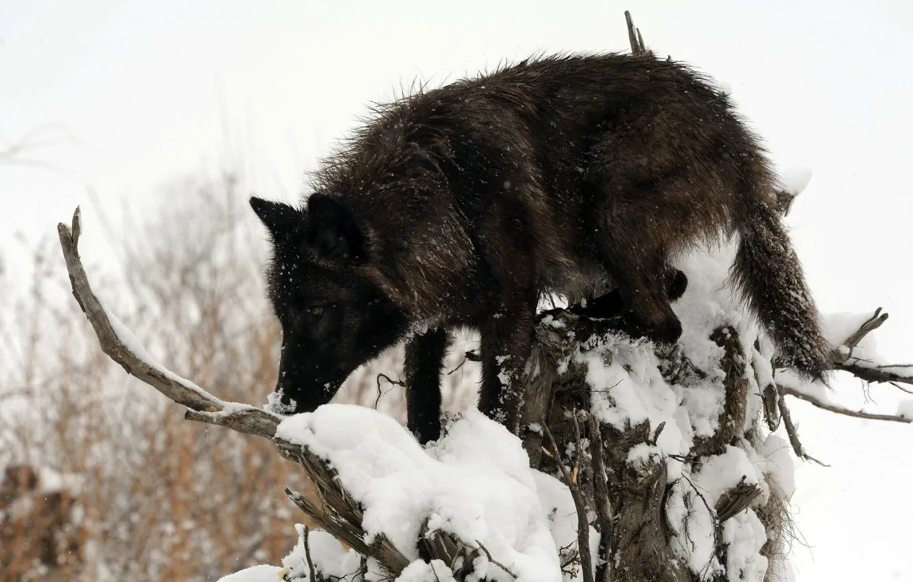Photo wallpaper Predator, nature, animal, wolf, wildlife, portrait, portrait., Canis lupus. face