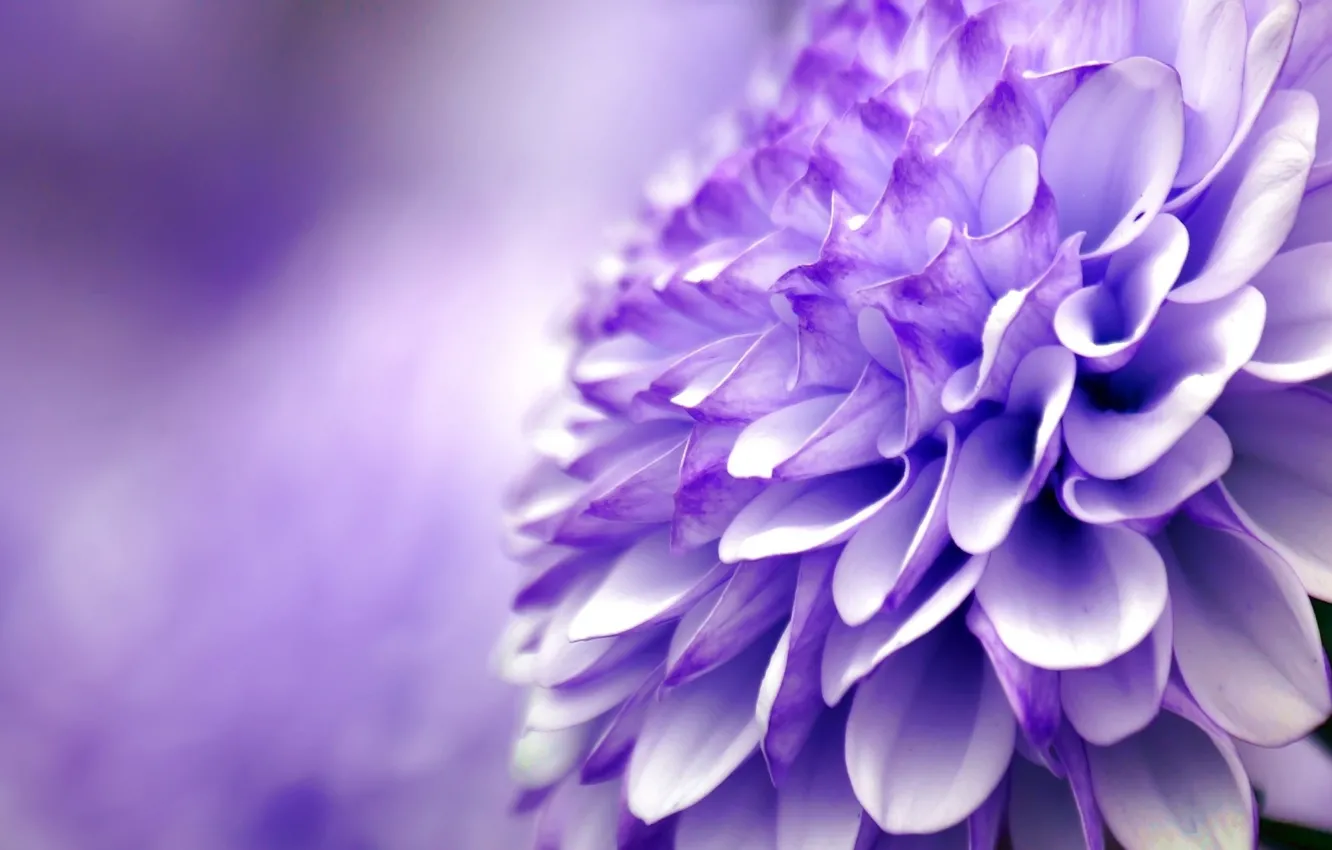 Photo wallpaper flower, purple, macro, chrysanthemum
