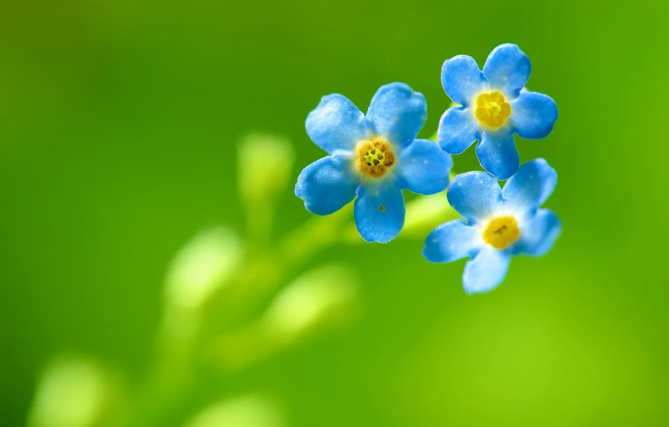 Photo wallpaper flowers, petal, flowers, bokeh, bokeh, petal, blue flower, blue flower