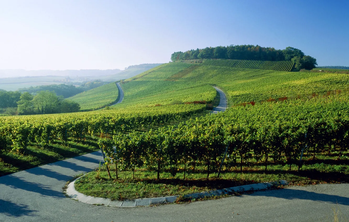 Photo wallpaper road, Germany, the vineyards