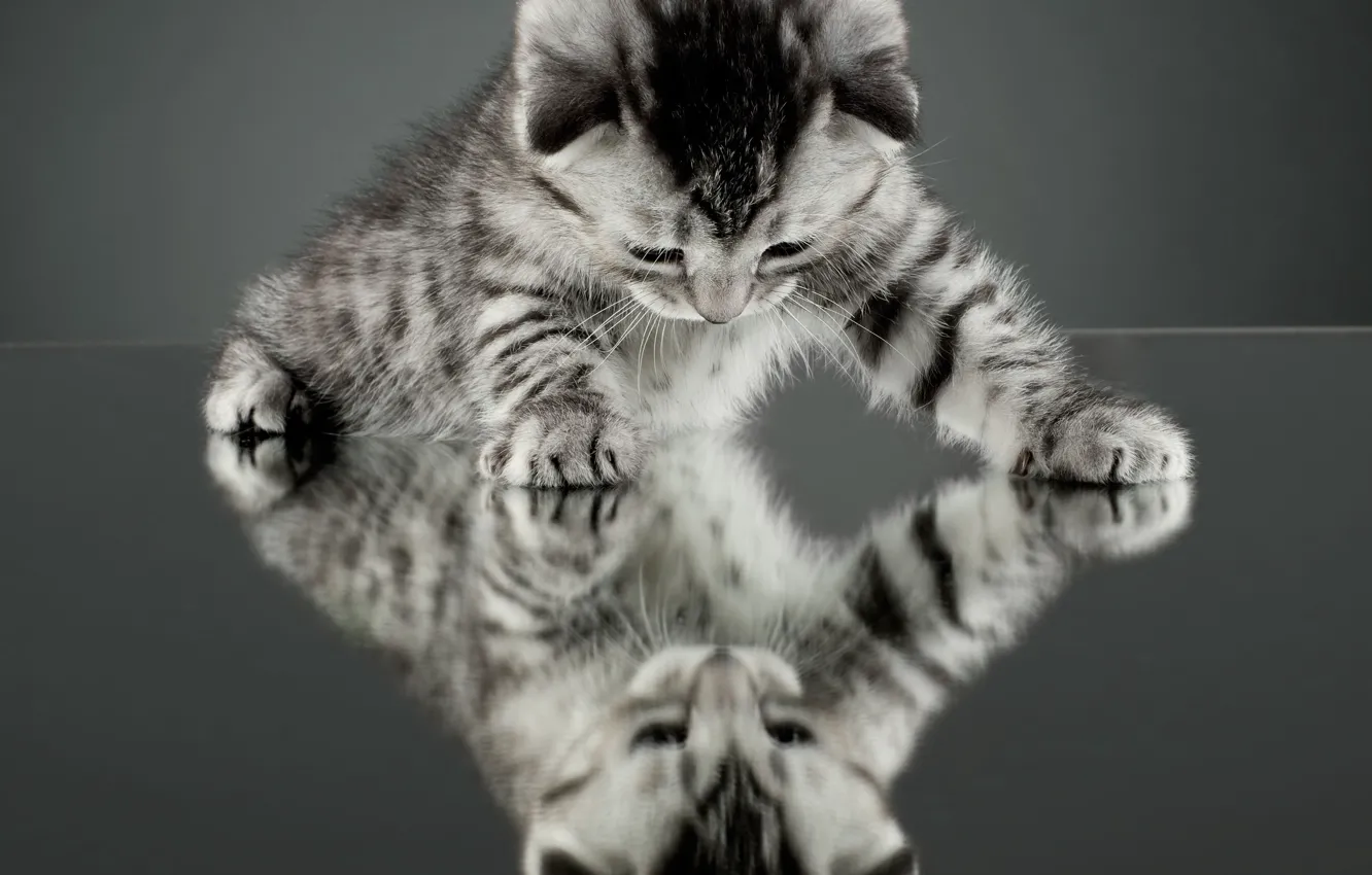Photo wallpaper cat, cat, reflection, kitty, background, Wallpaper, mirror, wallpaper
