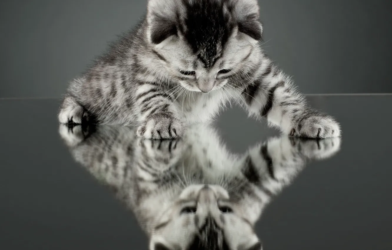 Photo wallpaper cat, cat, reflection, background, Wallpaper, mirror, wallpaper, kitty