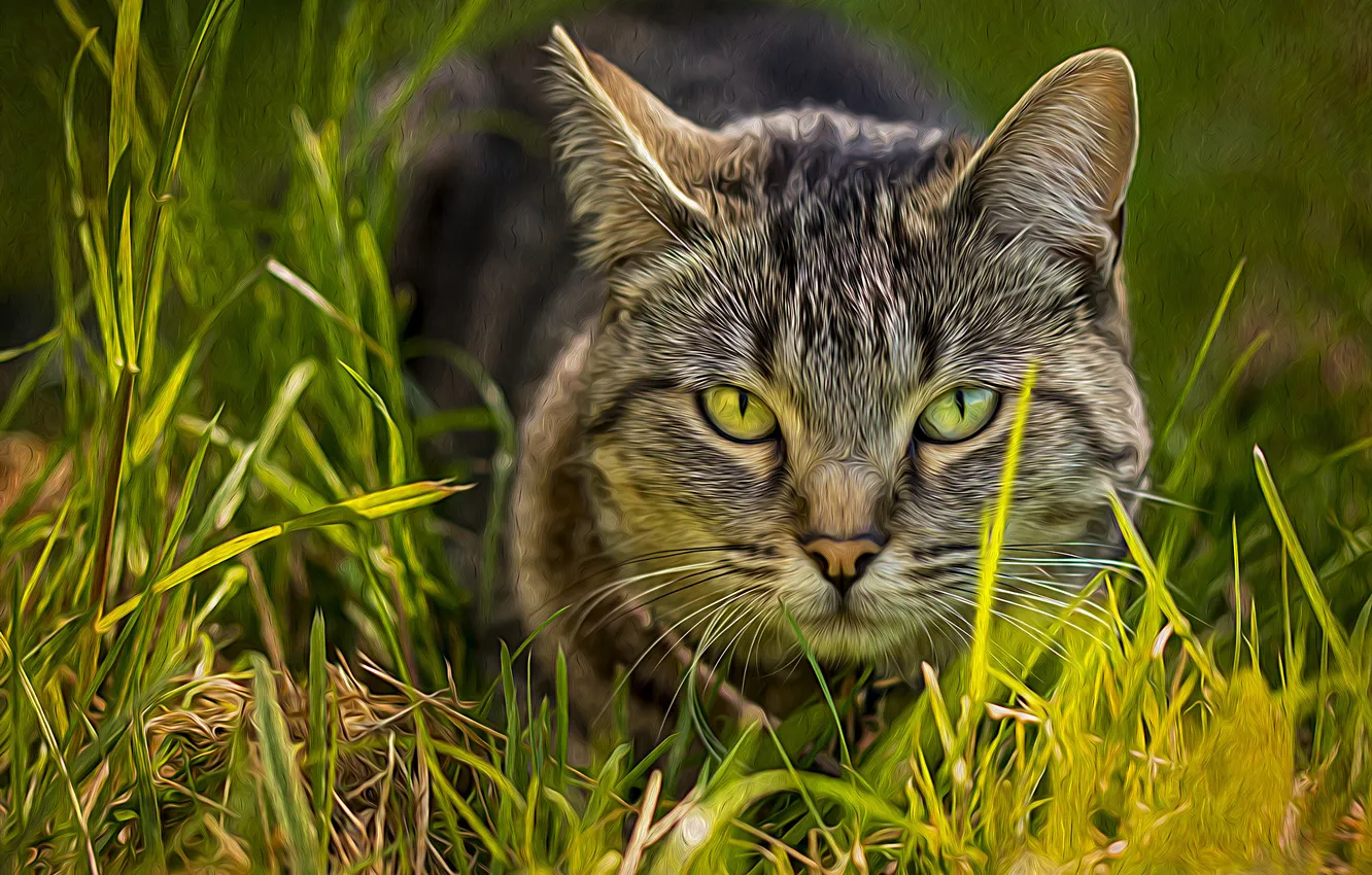 Photo wallpaper greens, cat, summer, grass, cat, look, light, pose
