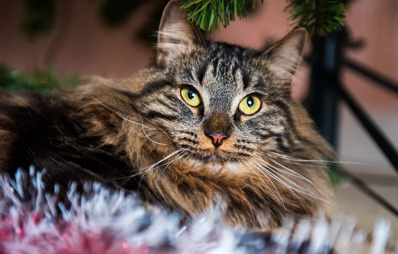 Photo wallpaper cat, cat, look, grey, new year, portrait, fluffy, Christmas