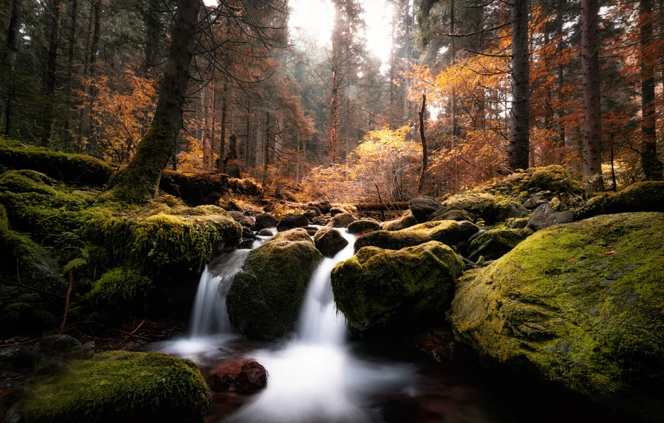 Photo wallpaper autumn, forest, trees, stream, stones, moss