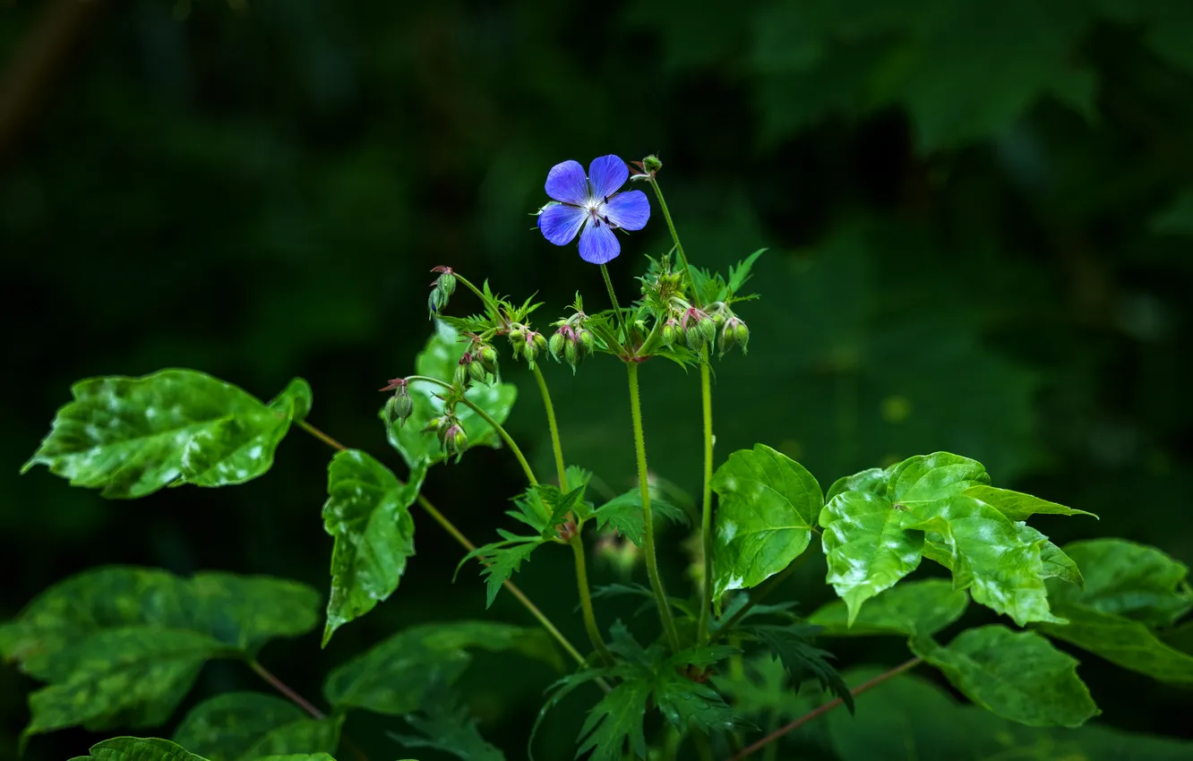 Photo wallpaper greens, forest, buttercups