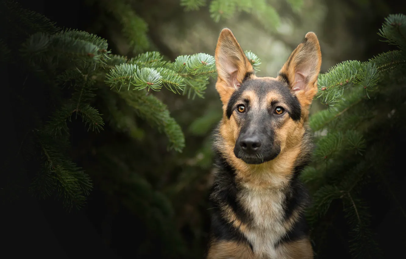 Photo wallpaper look, face, portrait, dog, German shepherd, spruce branches