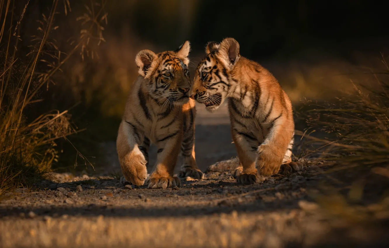 Photo wallpaper animals, nature, predators, track, a couple, the cubs, cubs