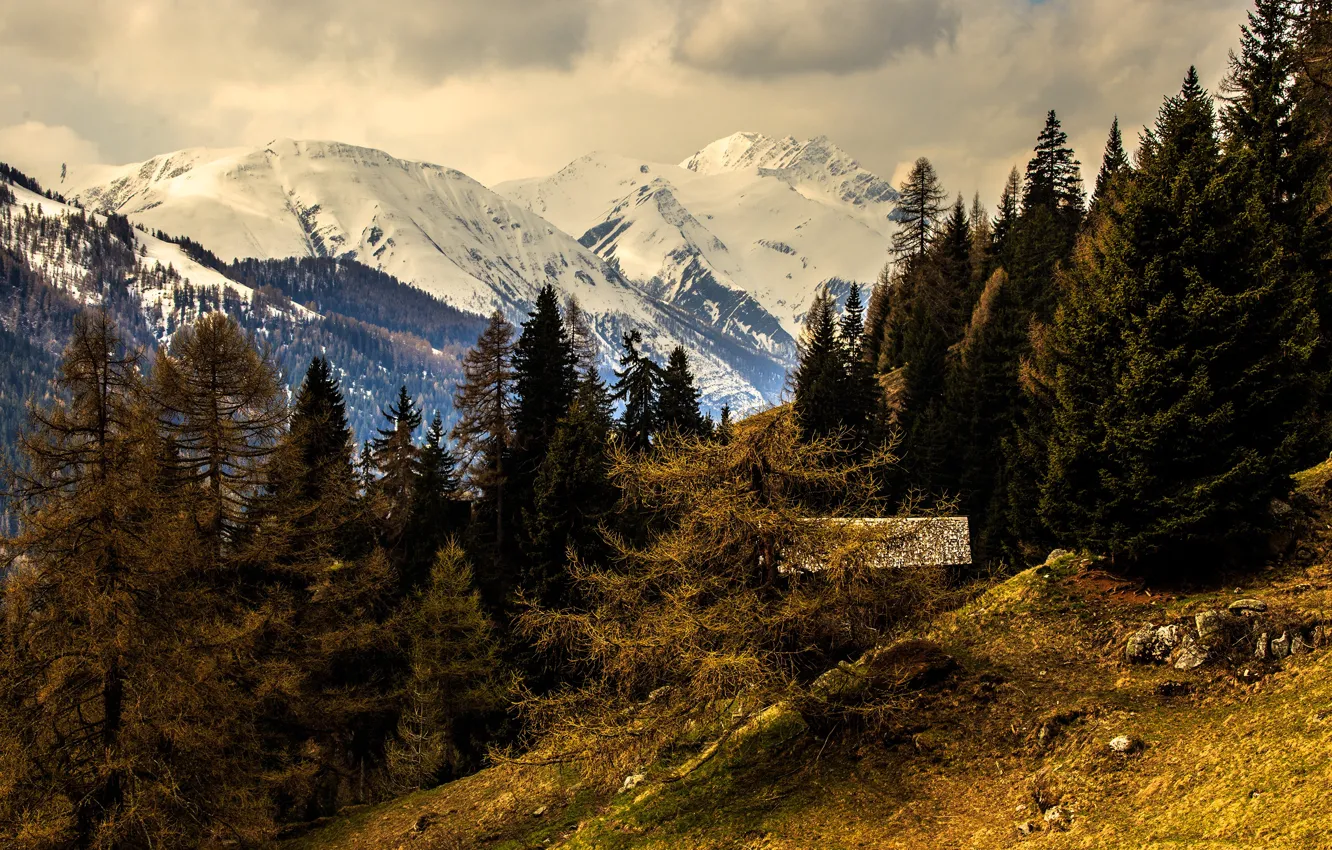 Photo wallpaper forest, snow, trees, mountains, Switzerland, slope, Alps