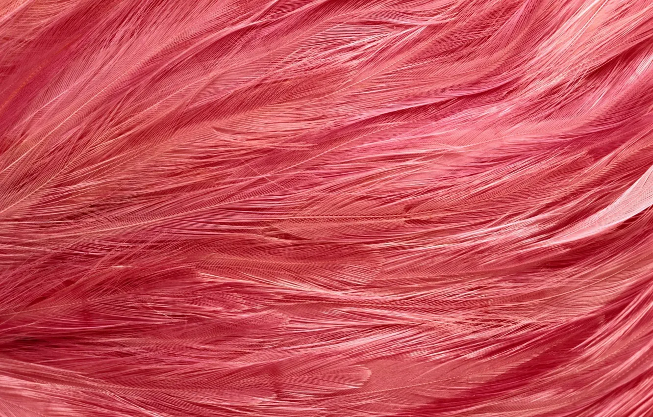 Photo wallpaper feathers, texture, texture, background desktop, pink flamingos