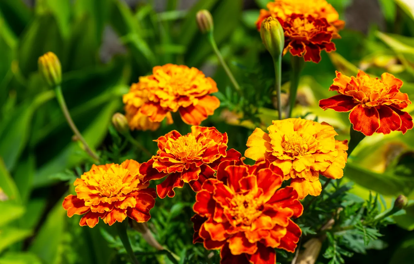 Photo wallpaper flowers, orange, yellow, red, bright, garden, marigolds