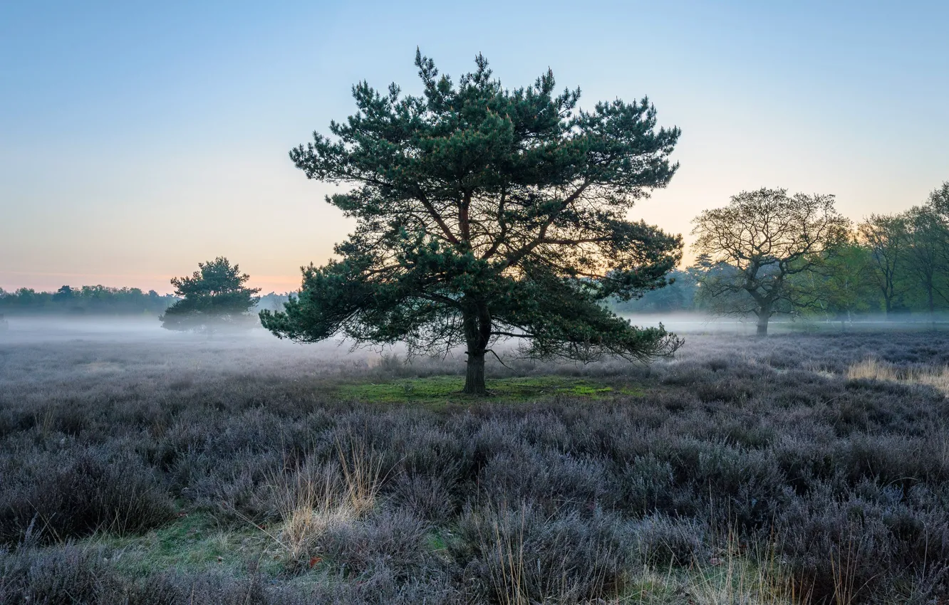 Photo wallpaper field, fog, tree, morning