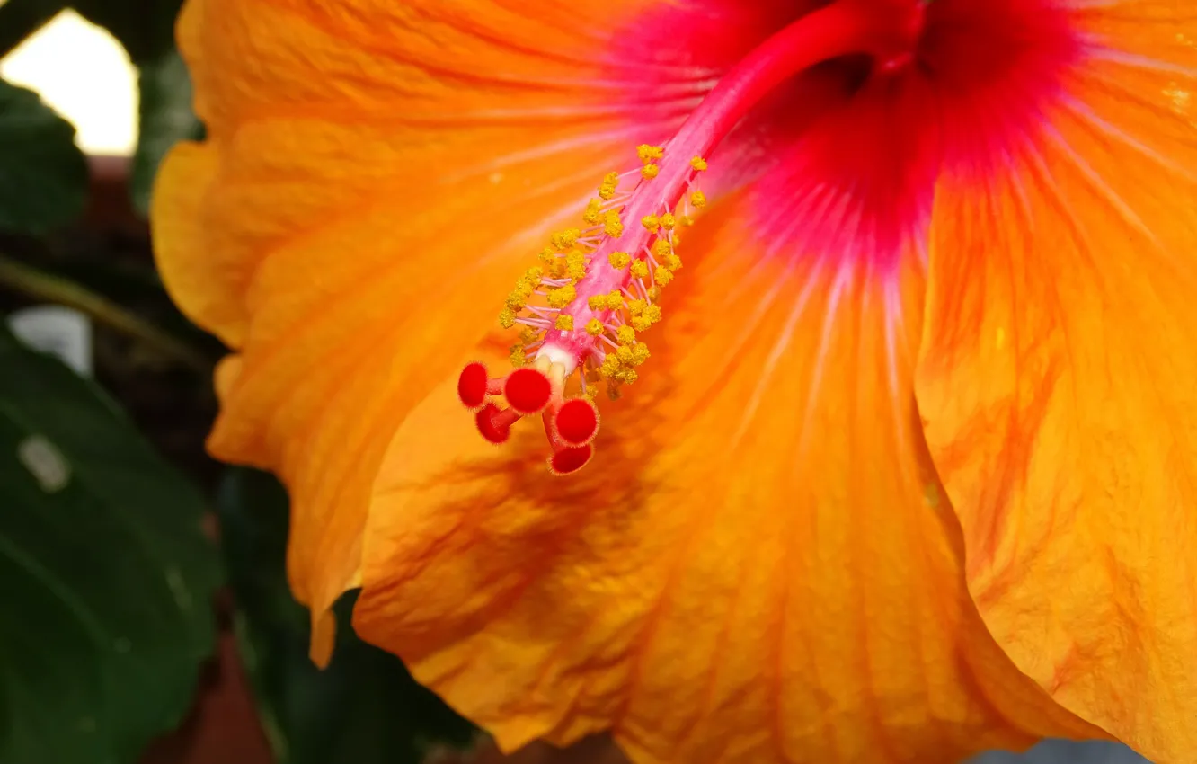 Photo wallpaper macro, macro, hibiscus, Yellow flower, Hibiscus, Yellow flower