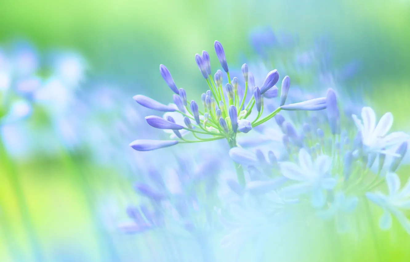 Photo wallpaper macro, light, flowers, branches, petals