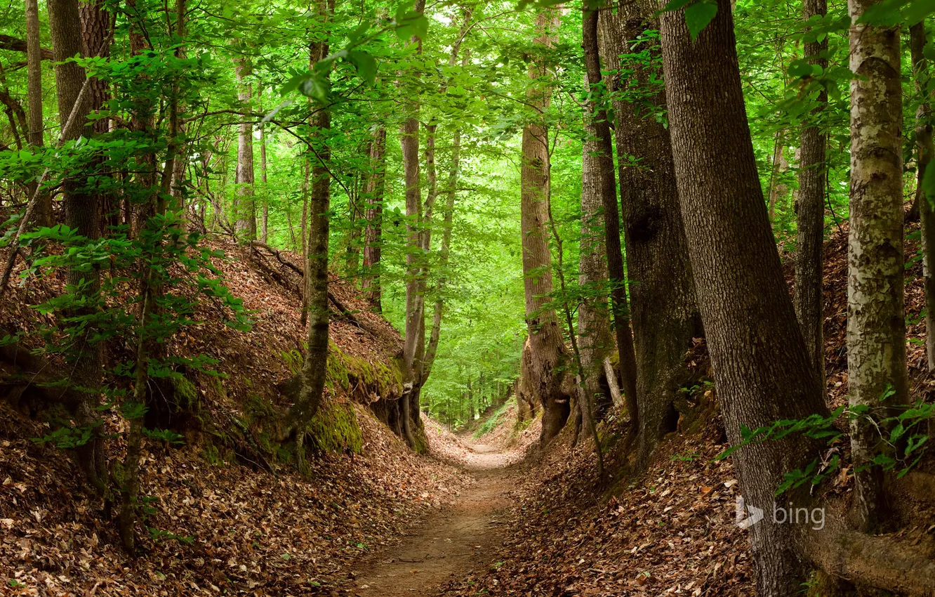 Photo wallpaper forest, leaves, trees, trail, natchez trace national scenic trail, mississippi