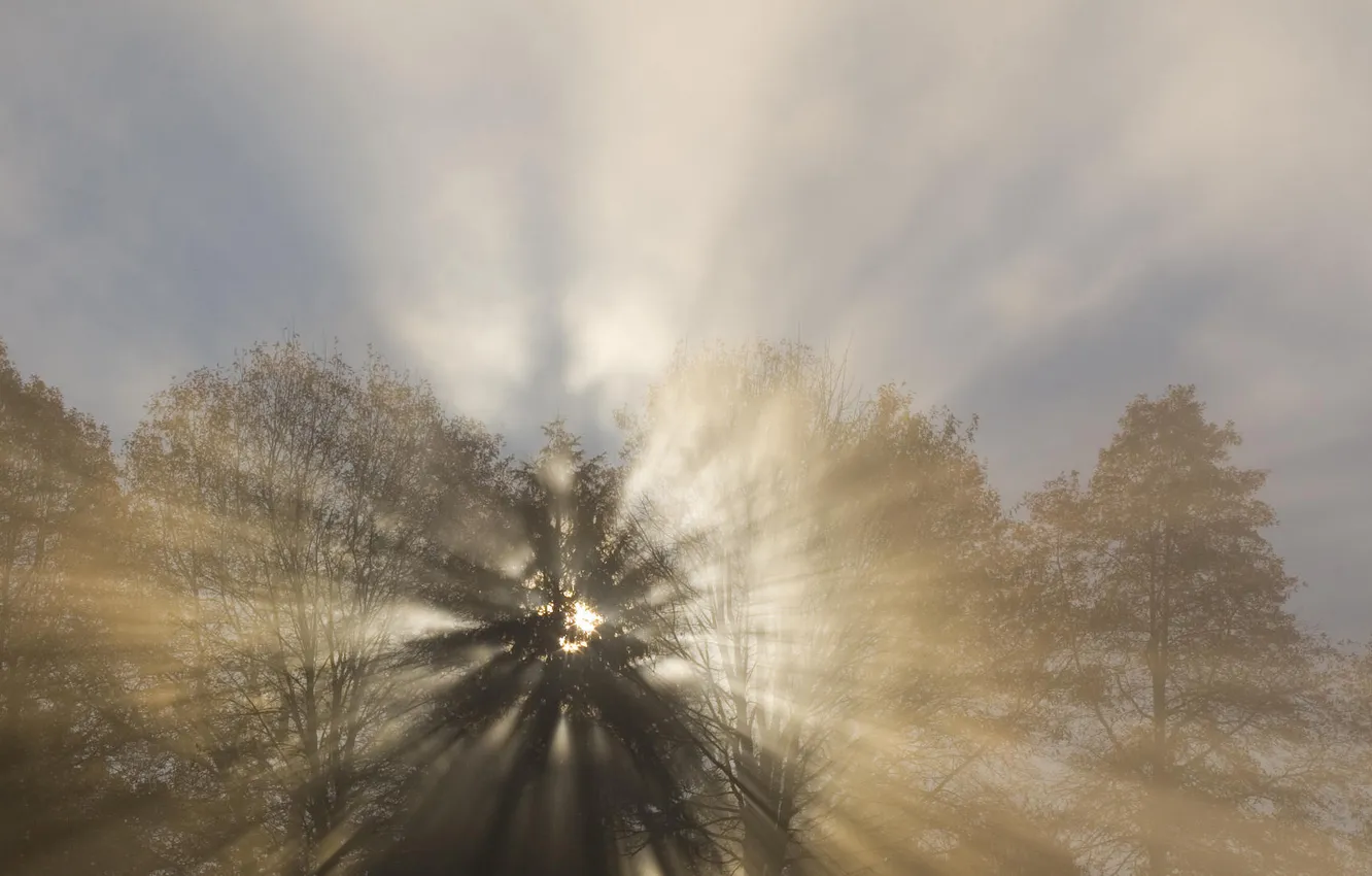 Photo wallpaper forest, the sun, rays, light, trees, fog