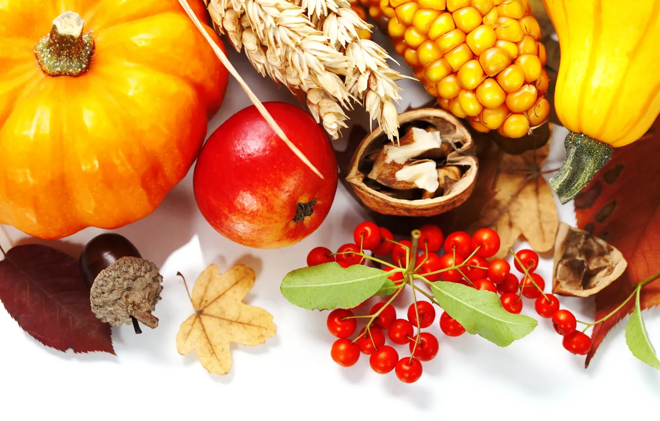 Photo wallpaper corn, pumpkin, currants, acorns, walnut, zucchini