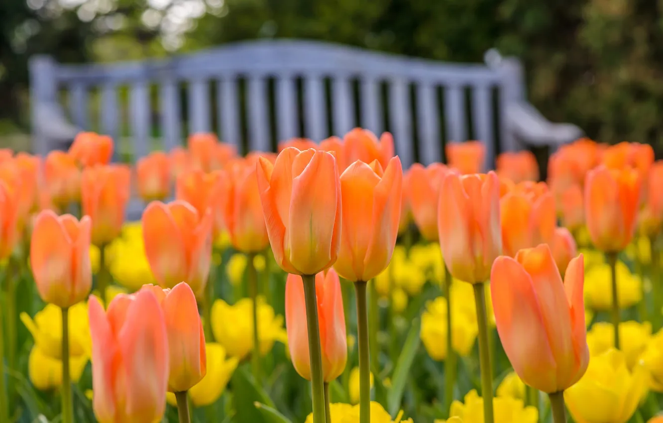 Photo wallpaper orange, tulips, buds, bokeh