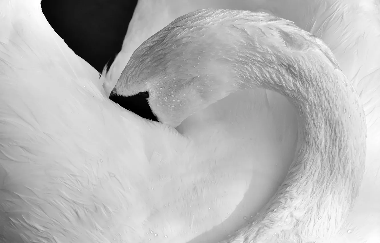 Photo wallpaper stay, bird, Swan