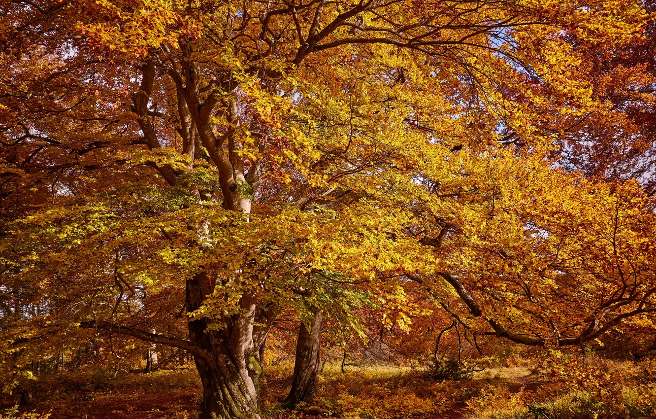 Photo wallpaper autumn, forest, the sun, trees, branches, yellow, Park, foliage