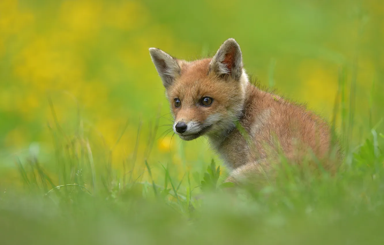 Photo wallpaper greens, grass, look, pose, glade, baby, Fox, face