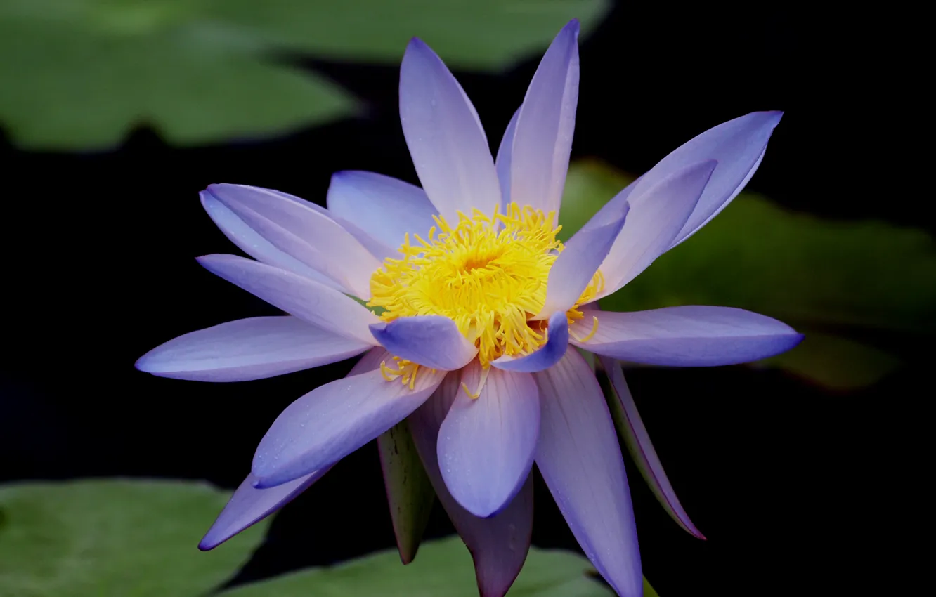 Photo wallpaper flower, leaves, macro, pond, blue, Lotus, Lily, water Lily