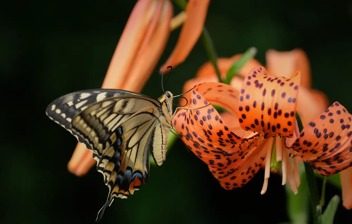 Photo wallpaper flower, macro, butterfly, Lily, petals, Swallowtail, Tiger Lily
