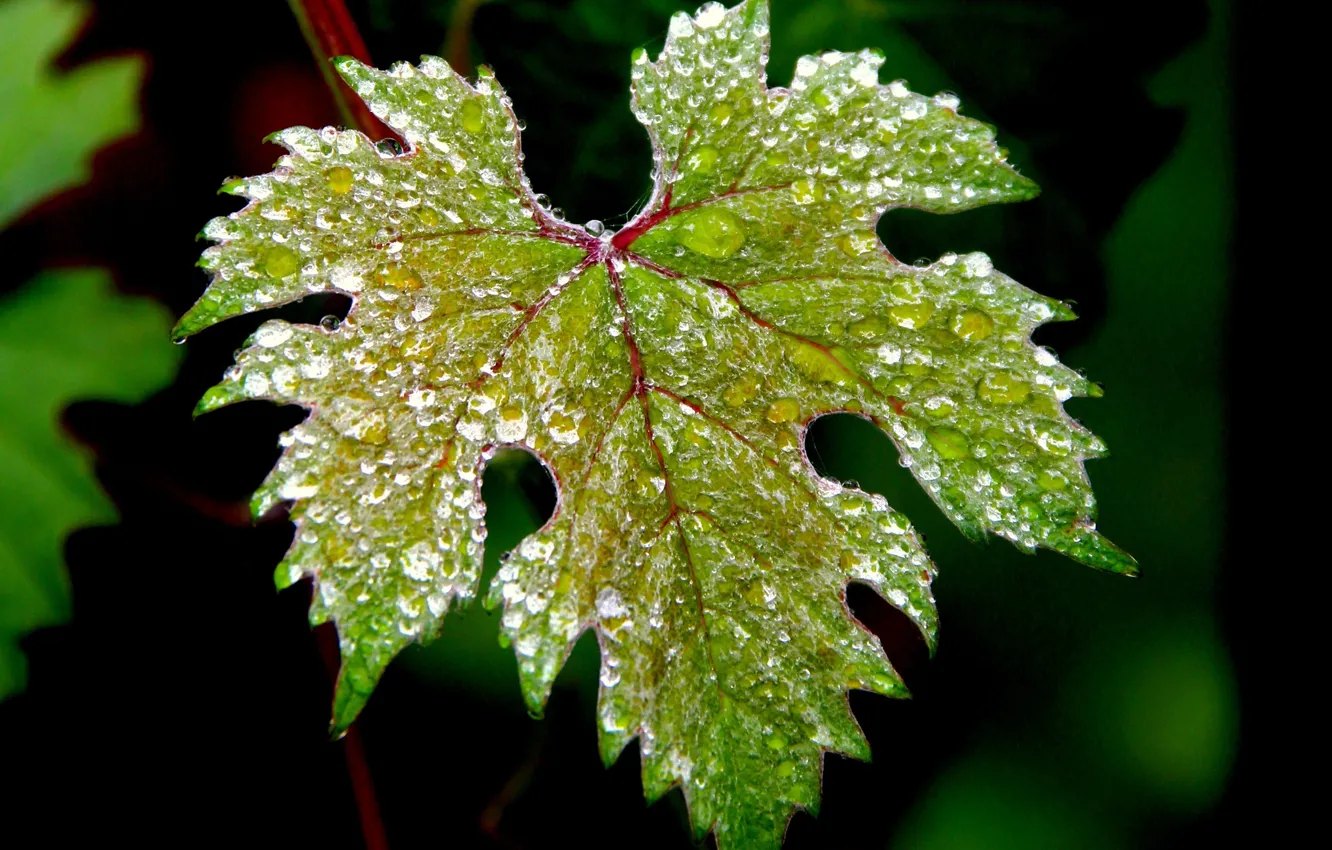 Photo wallpaper water, drops, macro, nature, green, leaf, macro