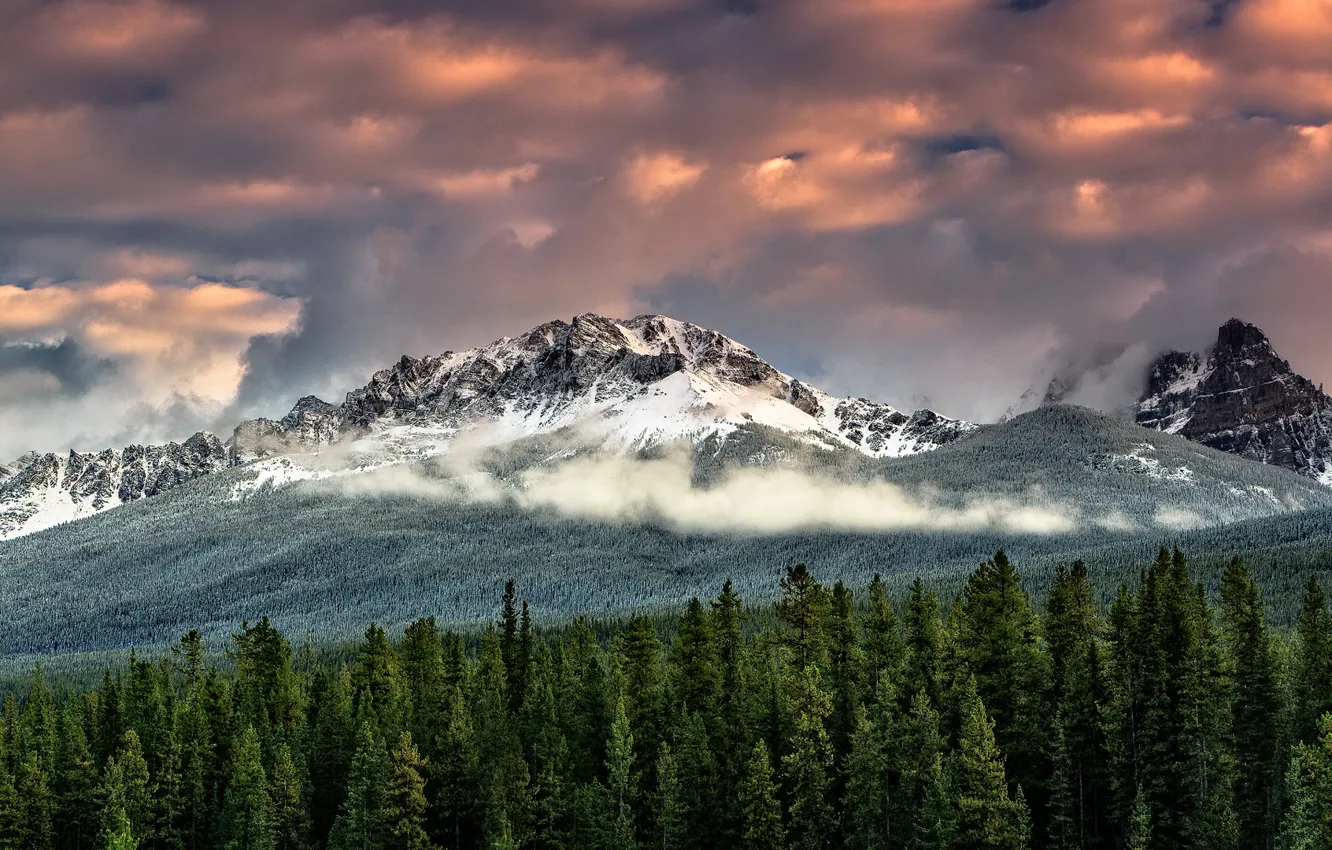 Photo wallpaper forest, the sky, clouds, snow, mountains, fog, tops, ate