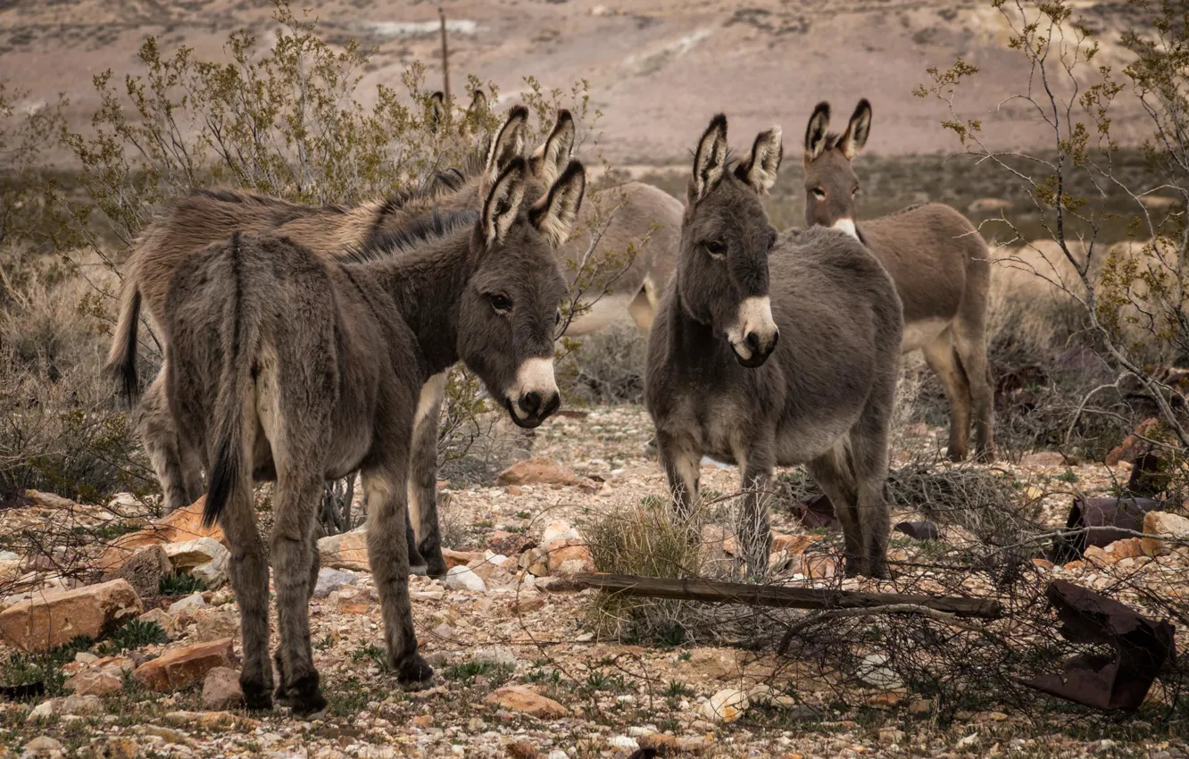 Photo wallpaper nature, background, donkeys