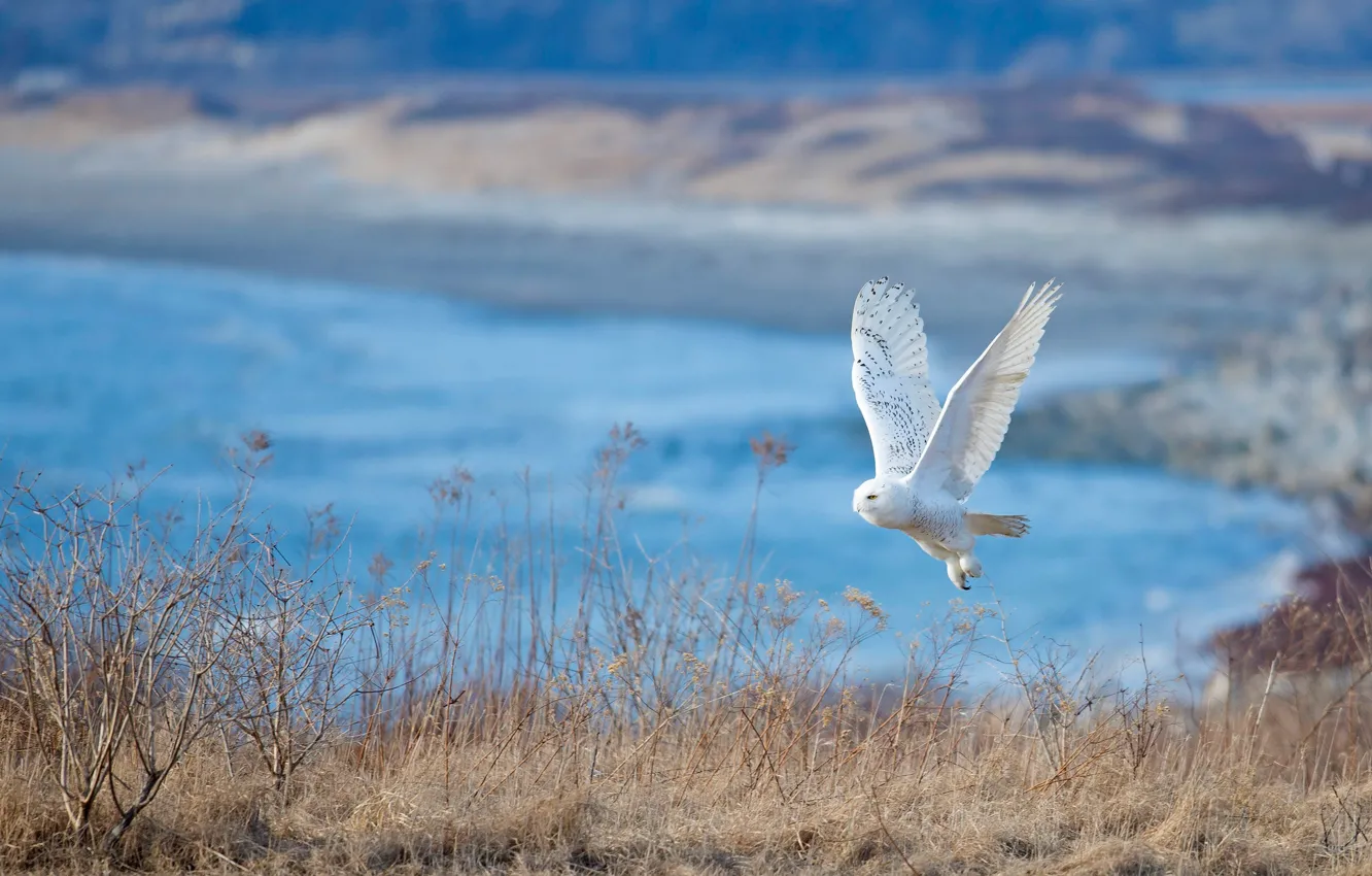 Photo wallpaper white, owl, bird, snowy owl, polar