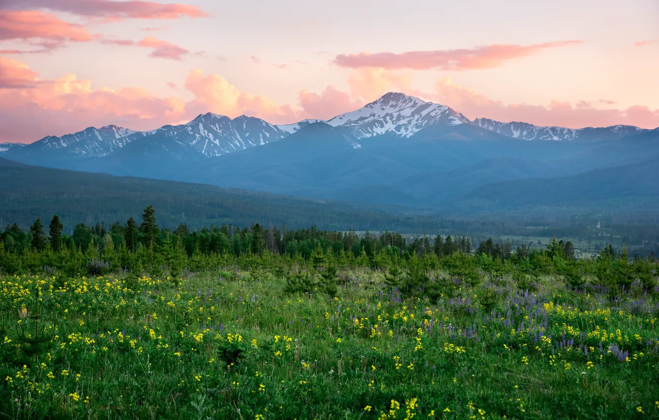 Photo wallpaper flowers, mountains, morning, meadow, Colorado, Rocky Mountains