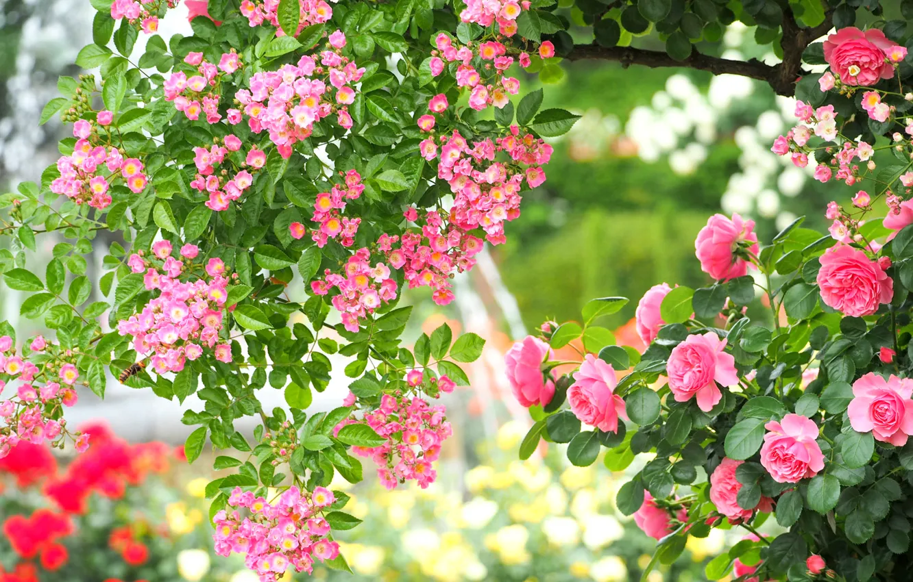 Photo wallpaper pink, roses, beauty, garden, briar