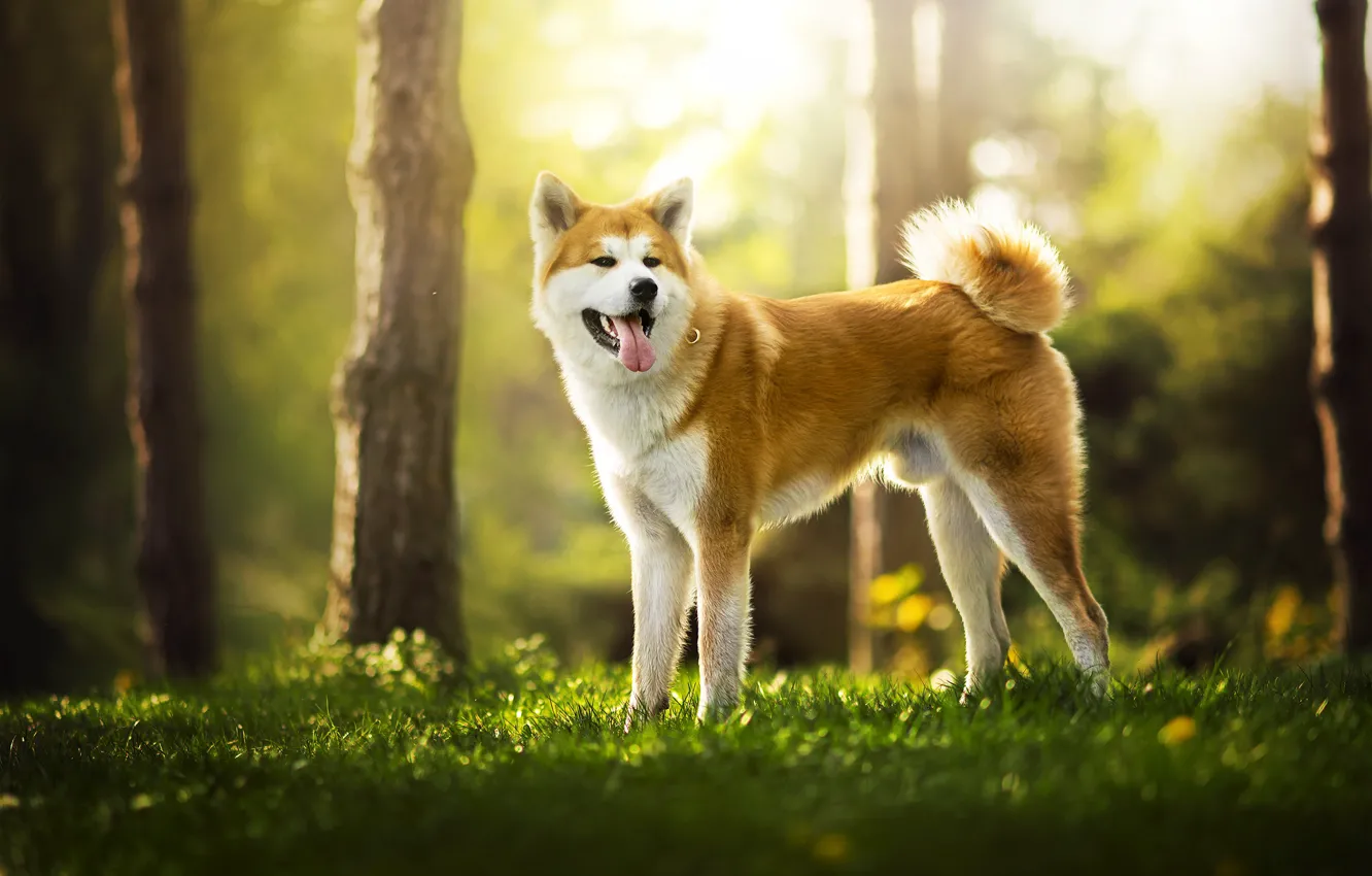 Photo wallpaper nature, dog, red, AME