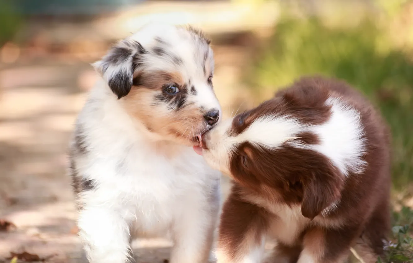 Photo wallpaper dogs, kiss, puppies, kids, a couple