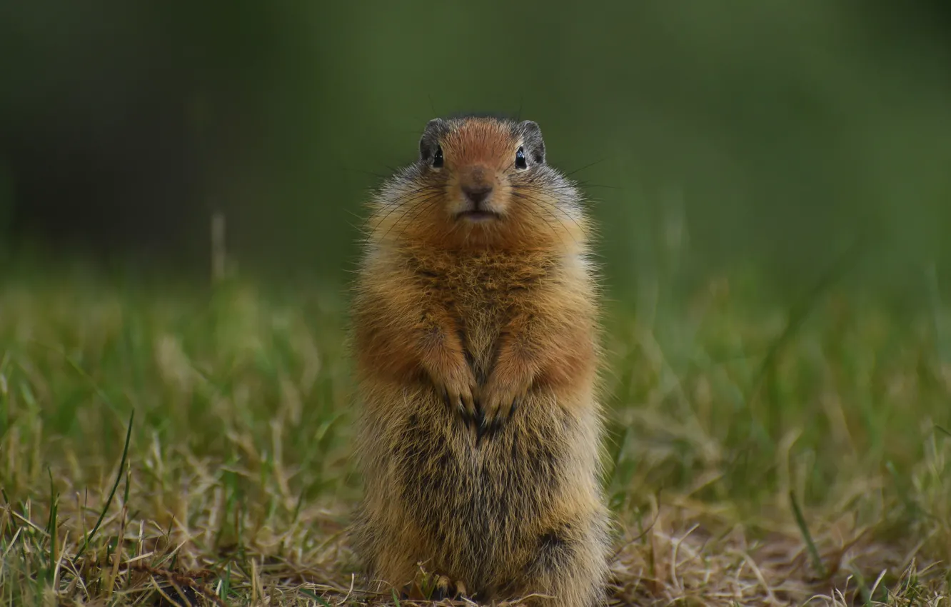 Photo wallpaper grass, gopher, stand, rodent