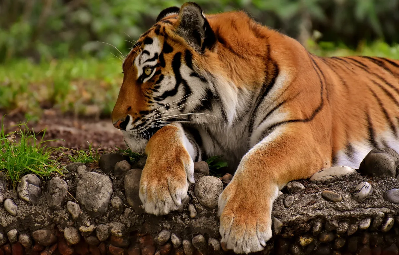 Photo wallpaper tiger, predator, paws