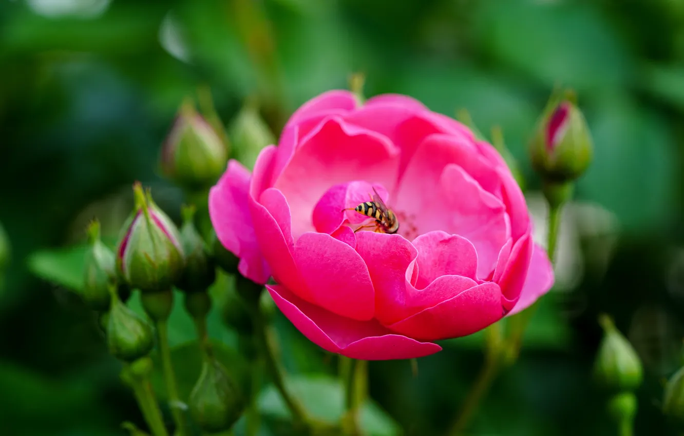 Photo wallpaper flower, macro, light, bee, pink, rose, insect, buds